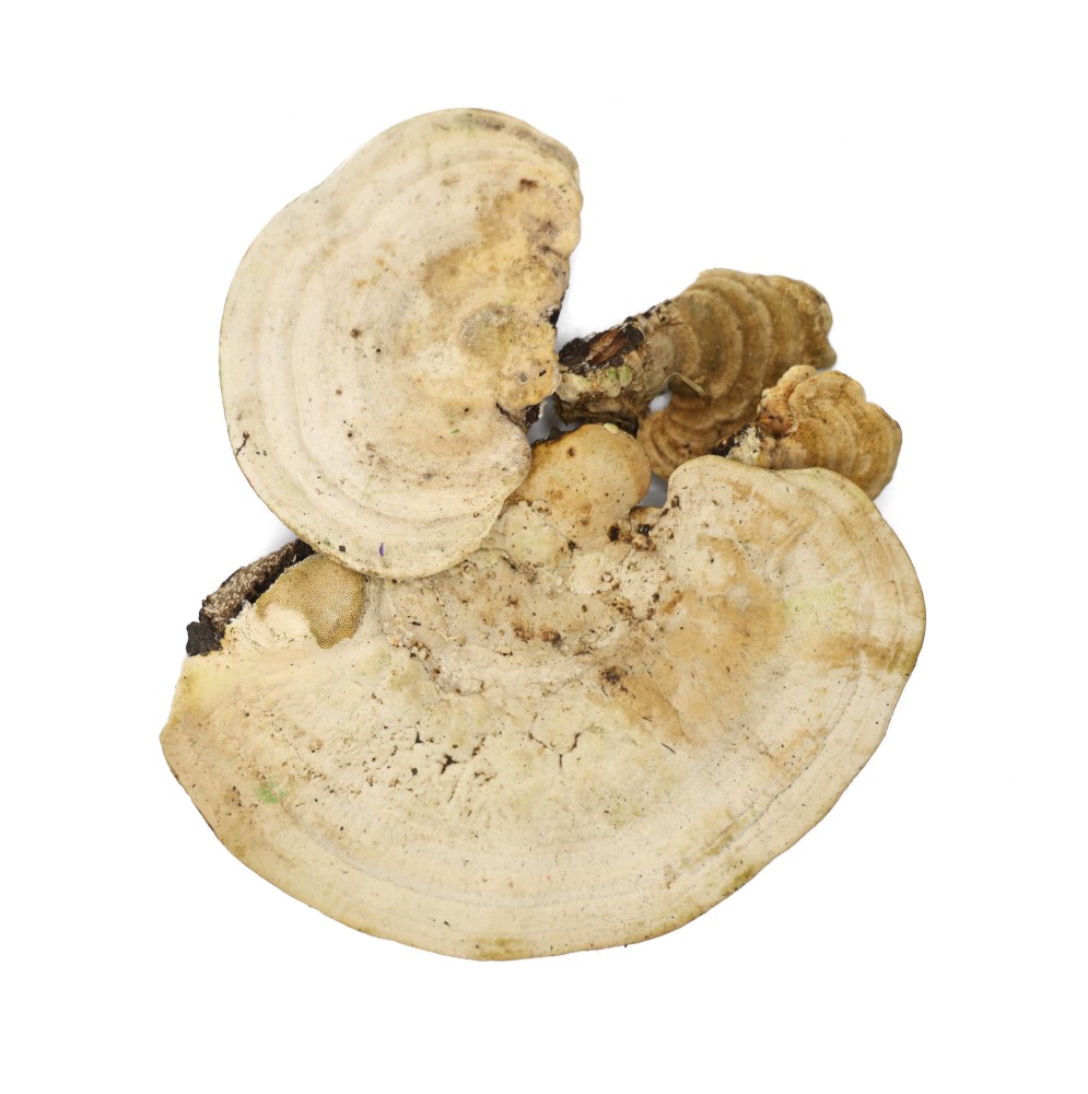 Stabilized oyster mushroom