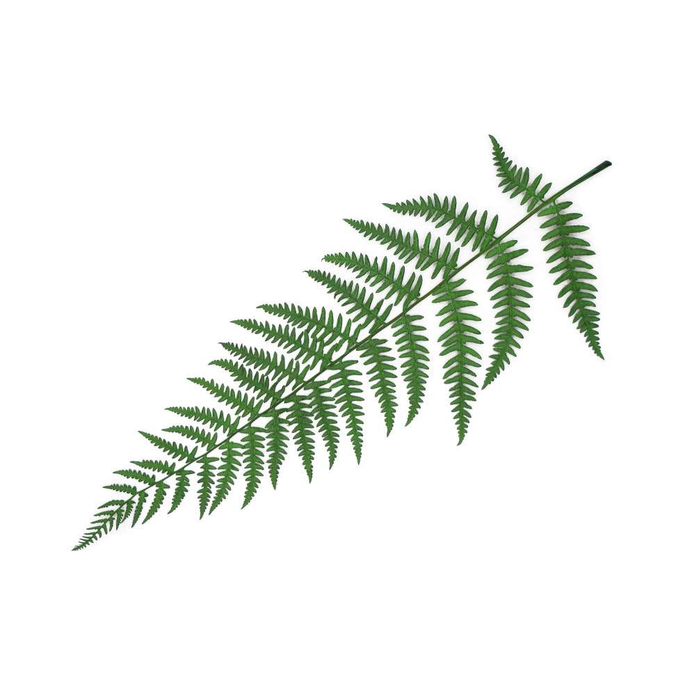 سرخس وود فرن
