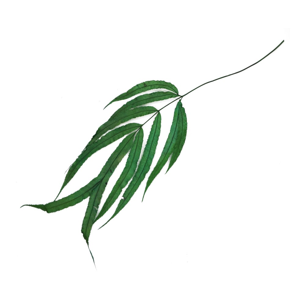 سرخس پنجه خرسی