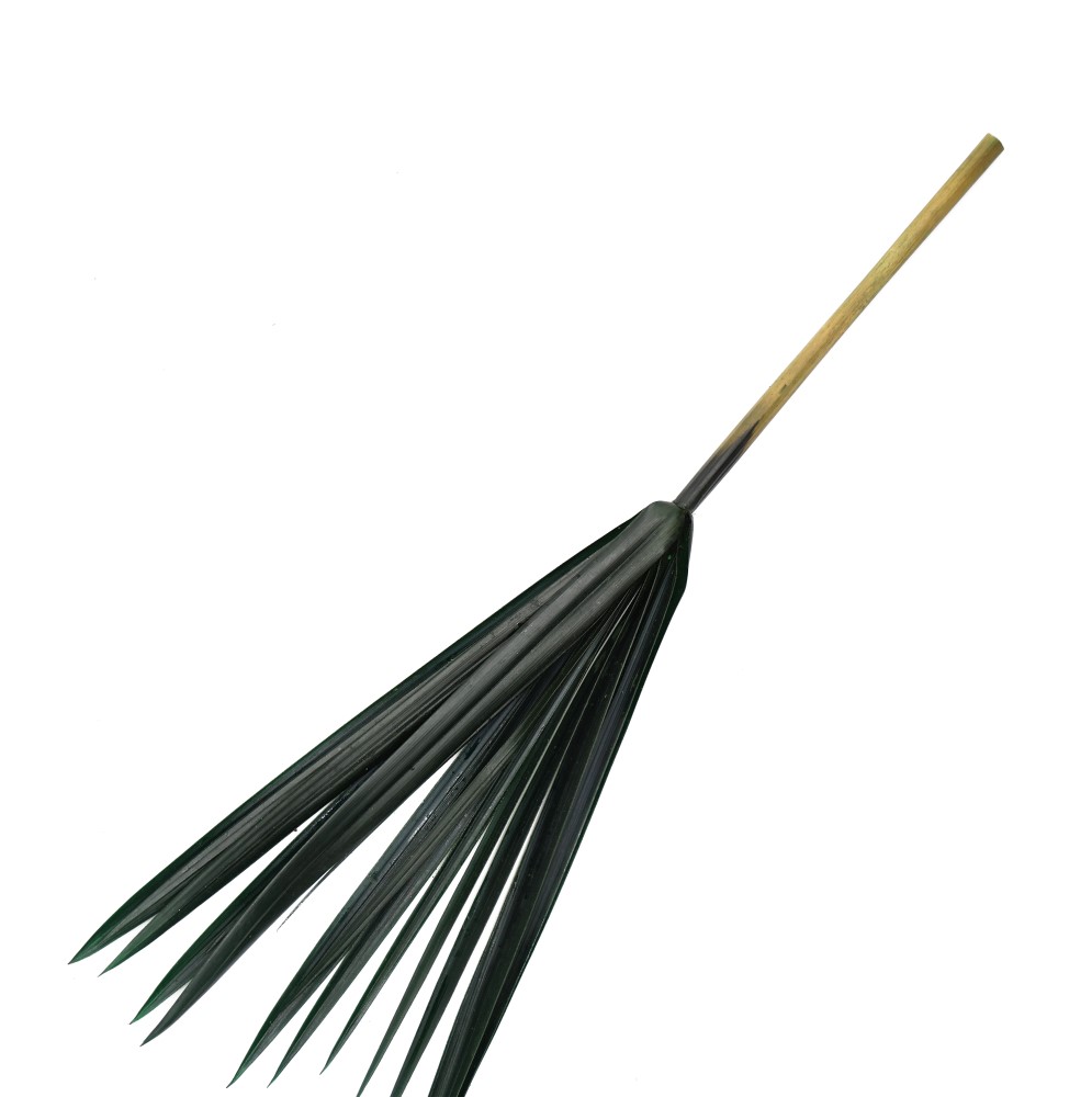 نخل مرداب-1